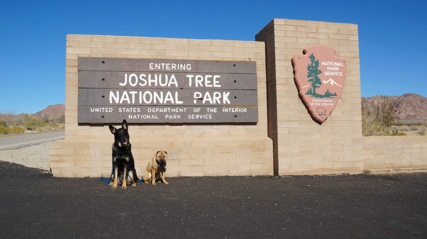 Dogs, Buster and Ty, at Joshua Tree National Park near Palm Springs, CA