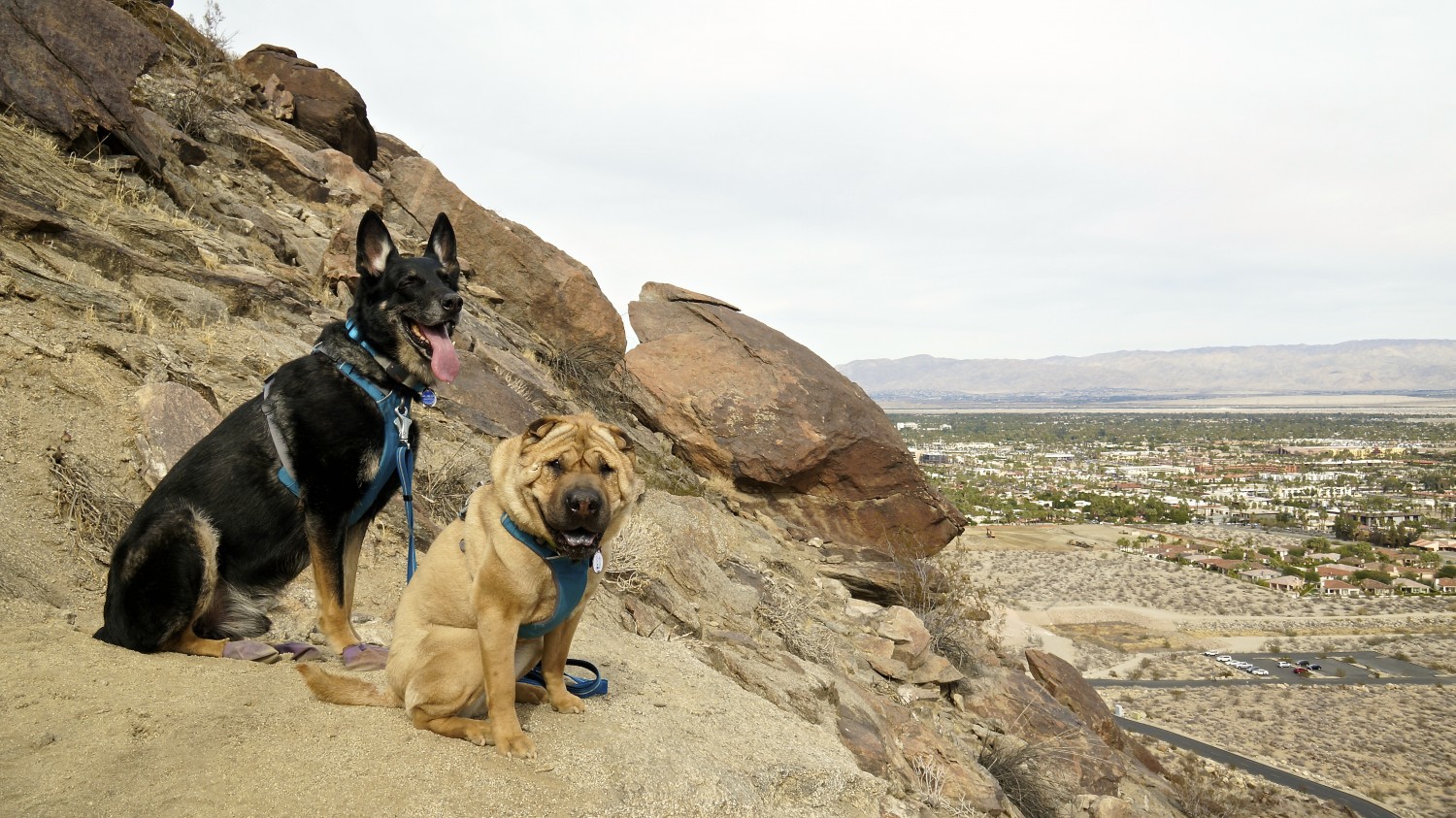 Buster and Ty, GoPetFriendly.com dogs on the pet-friendly South Lykken Trail in Palm Springs, CA