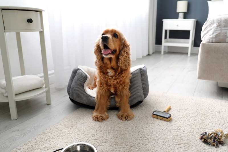 Red cocker spaniel sitting on dog bed at home